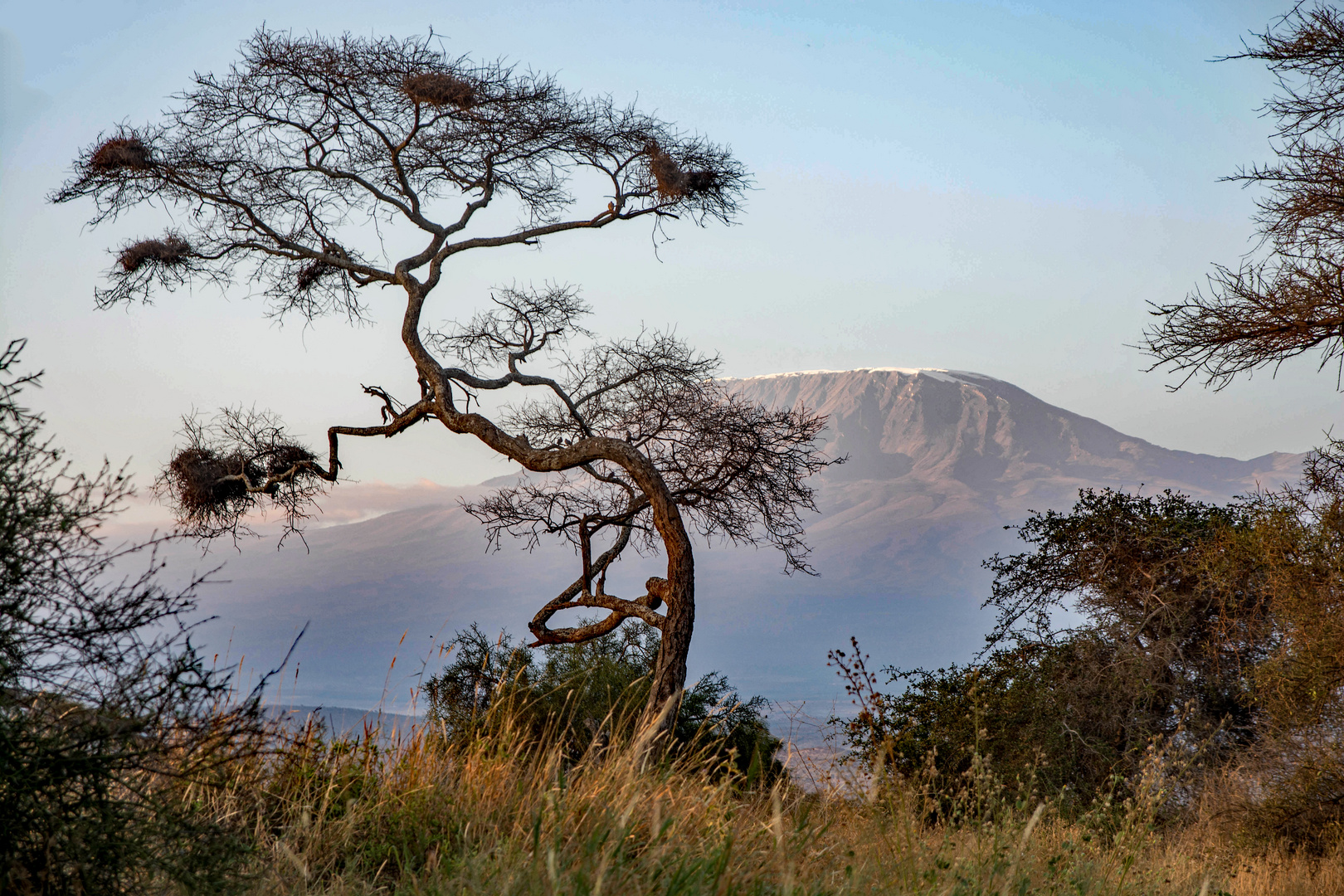 Kilimandjaro von Amboseli (Kenia) aus gesehen.