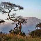 Kilimandjaro von Amboseli (Kenia) aus gesehen.