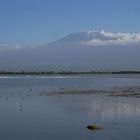 Kilimandscharo Ambuseli National-Park