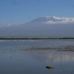 Kilimandscharo Ambuseli National-Park