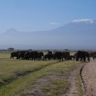 Kilimandscharo Ambuseli National-Park