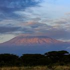 Kilimandscharo im ersten Morgenlicht