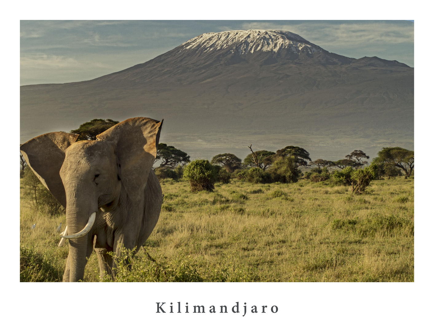 Kilimandscharo mit Elefant