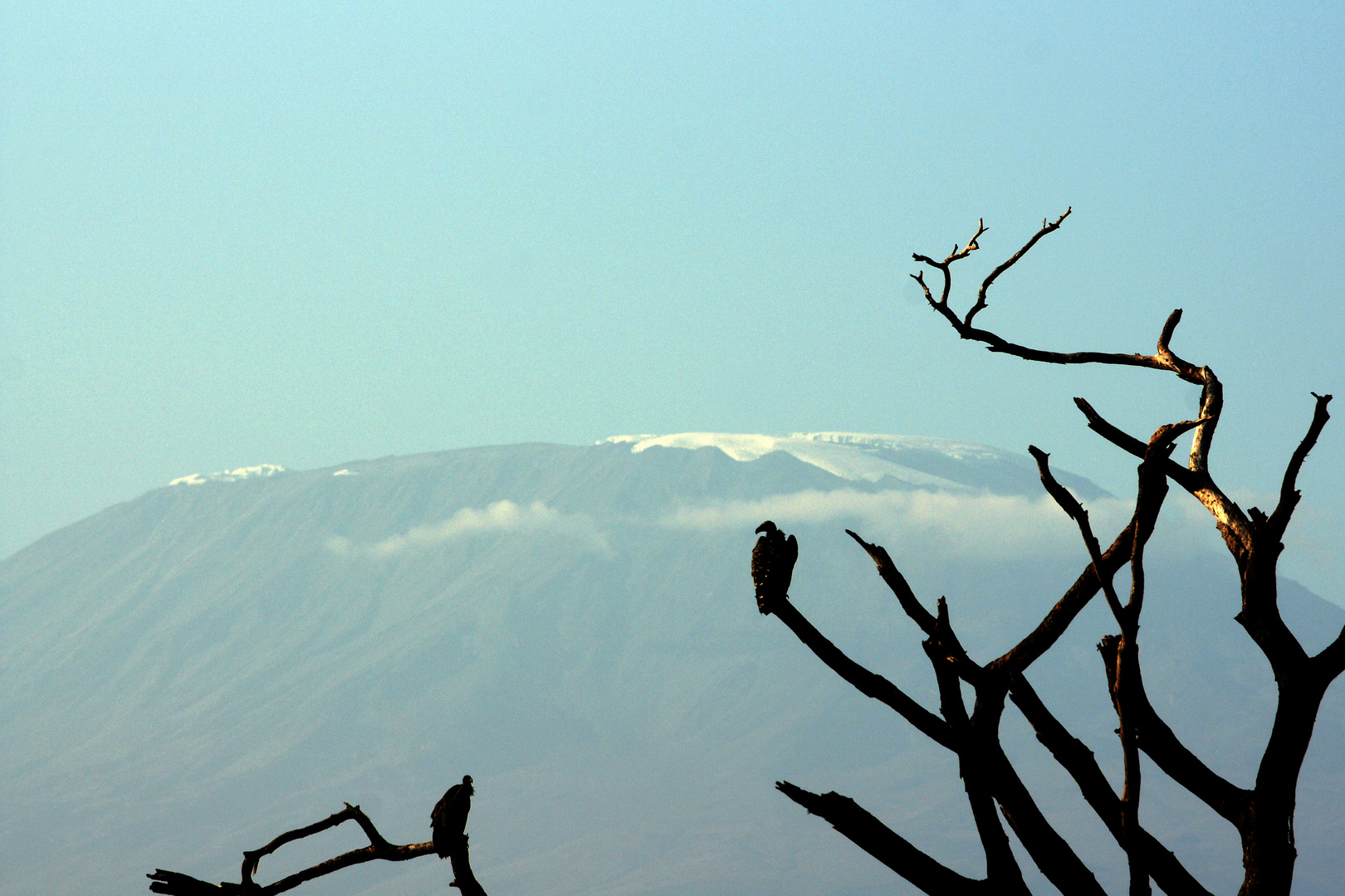 Kilimanjaro