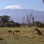 Kilimanjaro 1975
