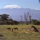 Kilimanjaro 1975