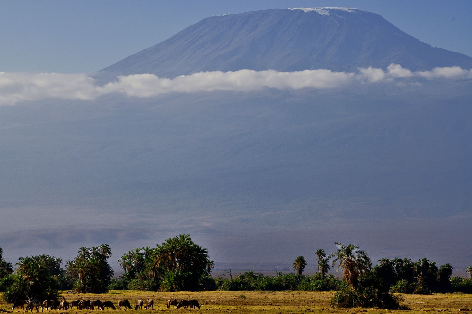 Kilimanjaro