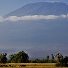 Kilimanjaro