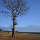 kilimanjaro am 27.12.2005