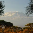 Kilimanjaro