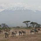 Kilimanjaro