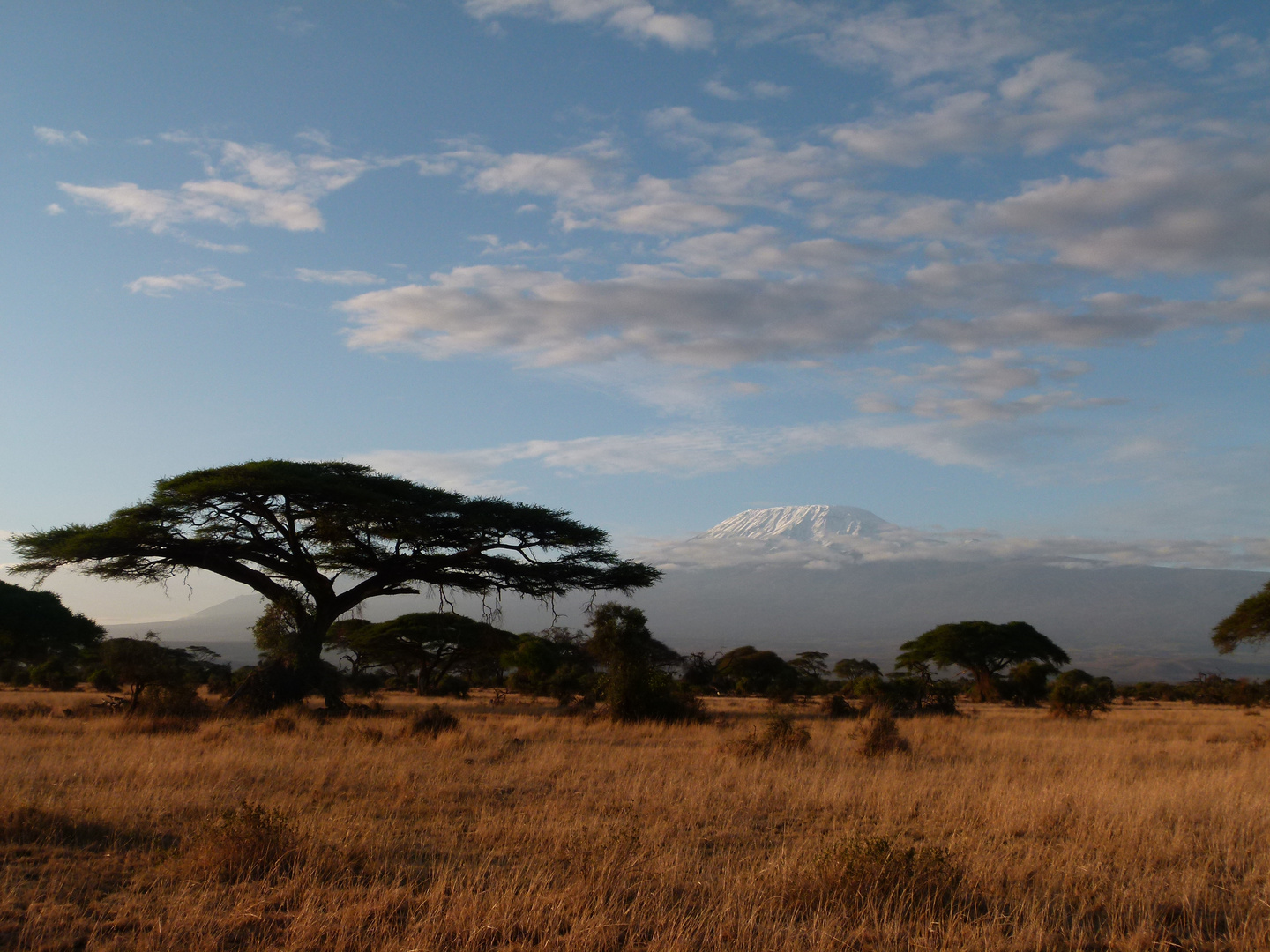 Kilimanjaro