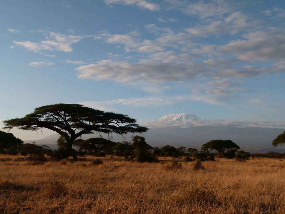 Kilimanjaro