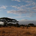 Kilimanjaro