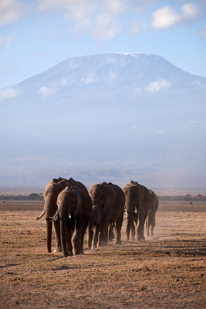 Kilimanjaro Elefanten 