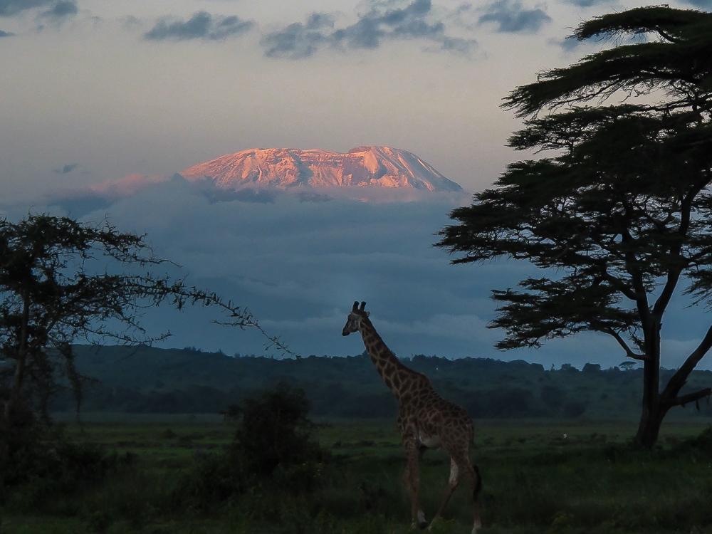 Kilimanjaro