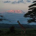 Kilimanjaro