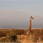 kilimanjaro im morgendunst......