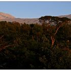 Kilimanjaro im Morgenlicht