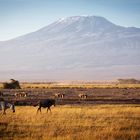 Kilimanjaro - Kenia