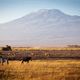 Kilimanjaro - Kenia