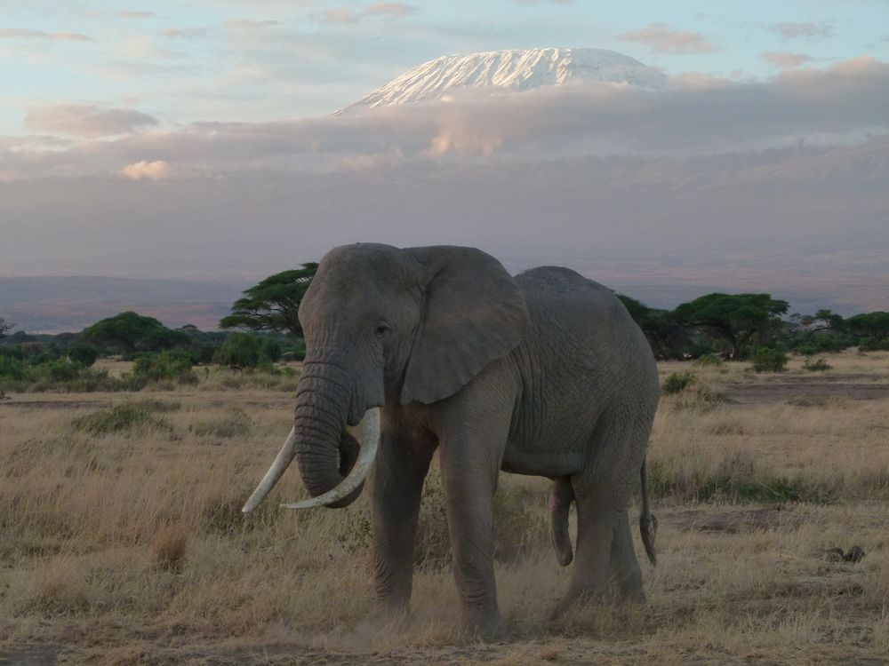 Kilimanjaro und Elefant