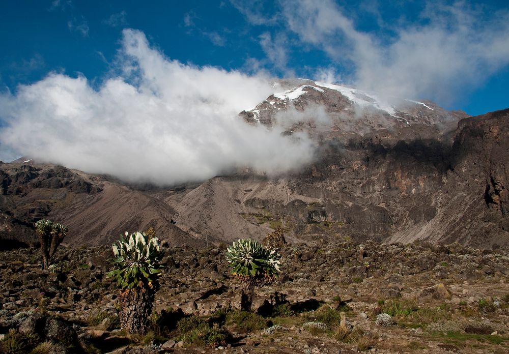 Kilimanjaro vom Barranco Camp