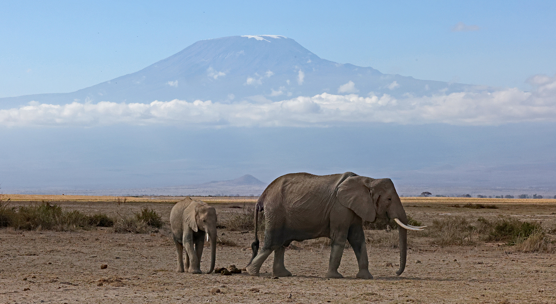 Kilimanjaro with elephants