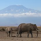 Kilimanjaro with elephants