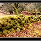 Killarney forest around lakes