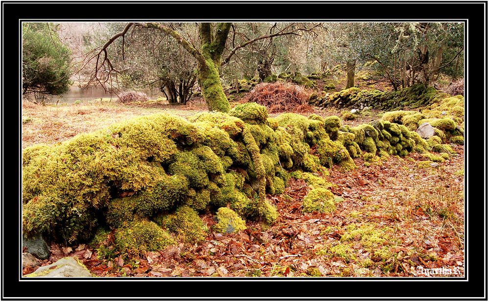 Killarney forest around lakes