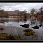 Killarney forest park&near to Lady's view