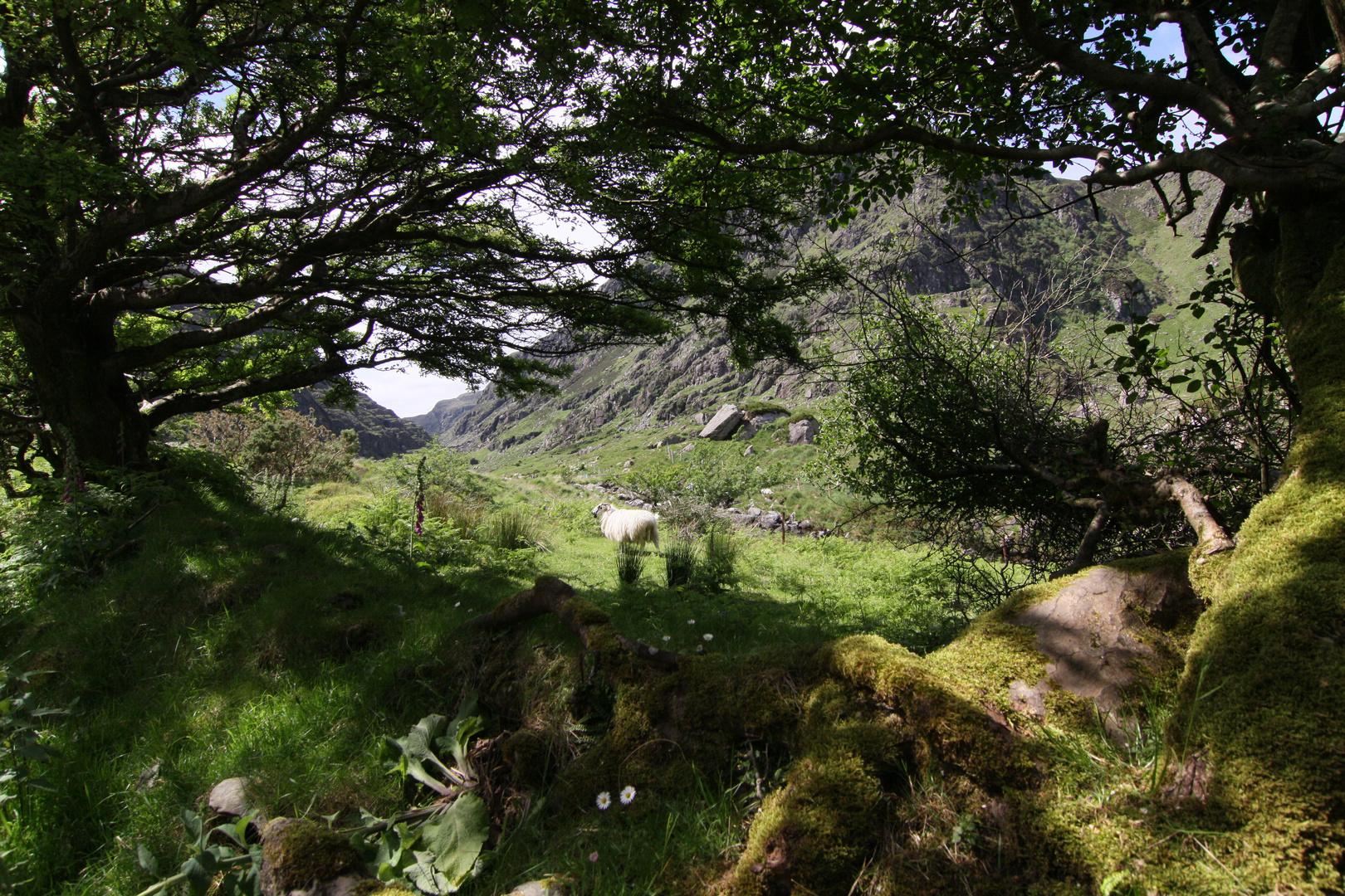 Killarney - Gap of Dunloe