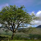 Killarney National Park - 2012 (1)