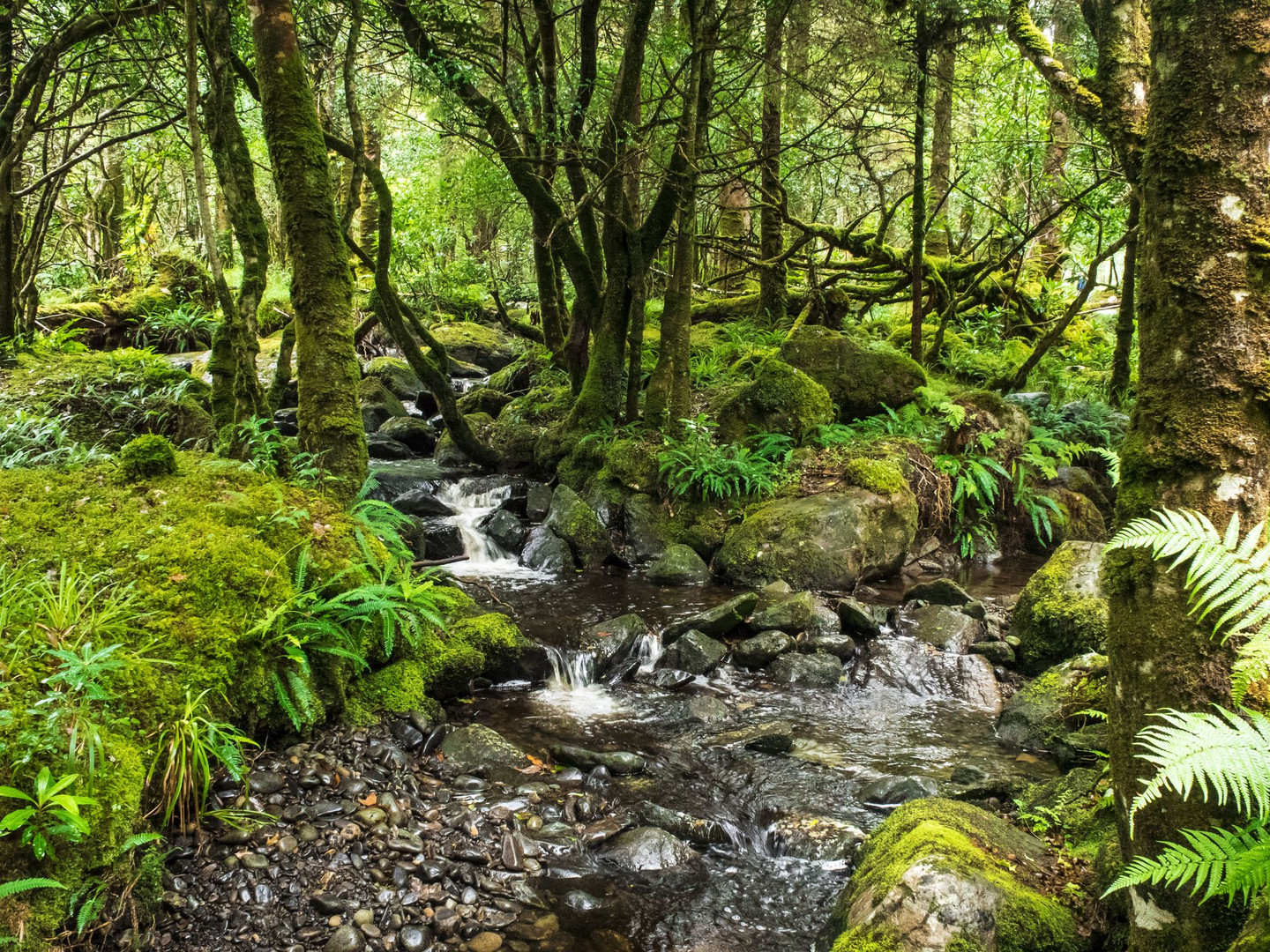 Killarney National Park