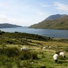 Killary Harbour