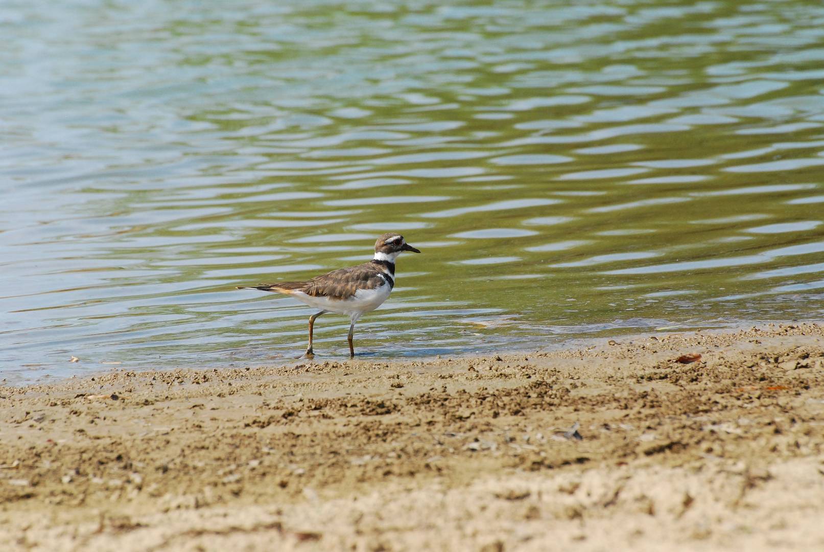 Killdeer at Work