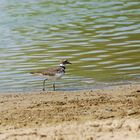 Killdeer at Work