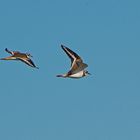 Killdeer (Charadrius vociferus)...