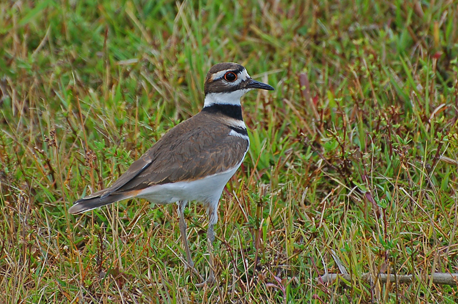 Killdeer (Charadrius vociferus)