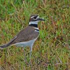 Killdeer (Charadrius vociferus)