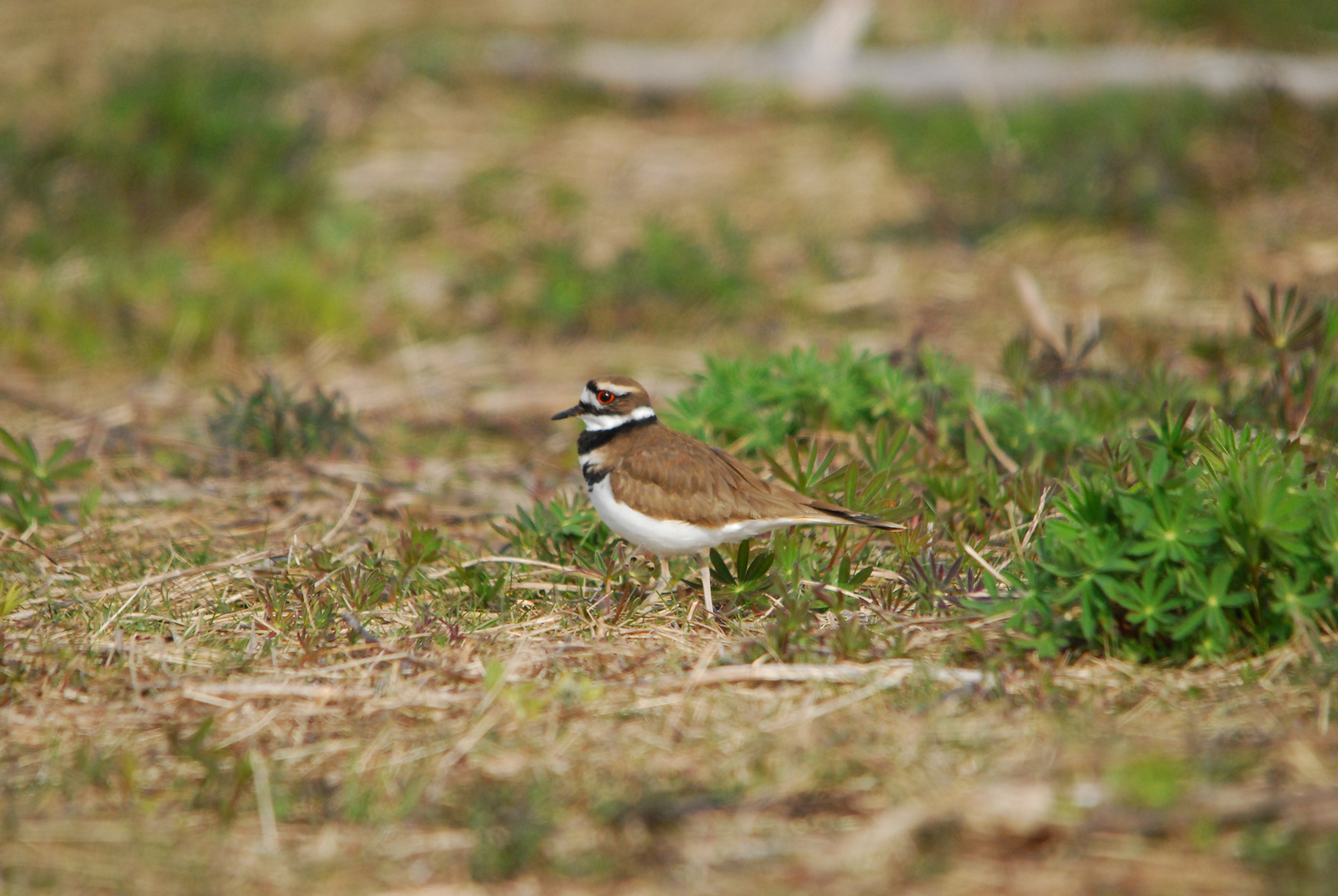 Killdeer - Keilschwanz-Regenpfeiffer