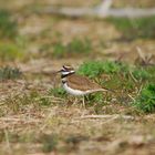 Killdeer - Keilschwanz-Regenpfeiffer