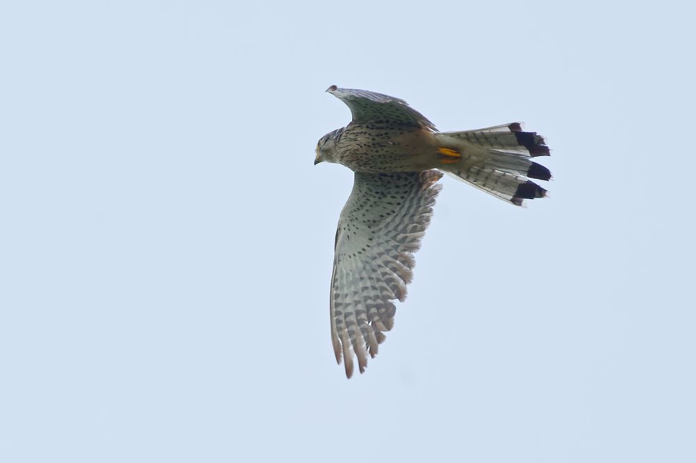 kille kille Foto & Bild tiere, wildlife, wild lebende vögel Bilder