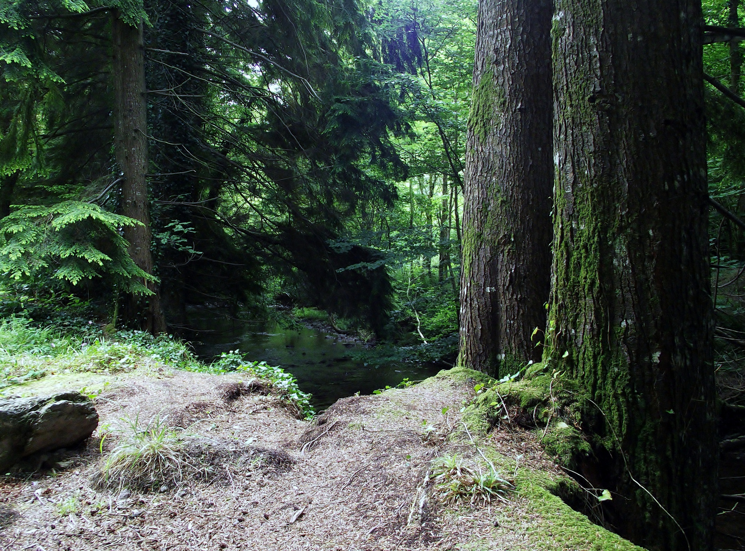 Killeagh woods.