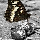 Killer-Butterfly