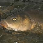 KILLER-CARP oder Karpfen-fighting