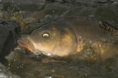 KILLER-CARP oder Karpfen-fighting