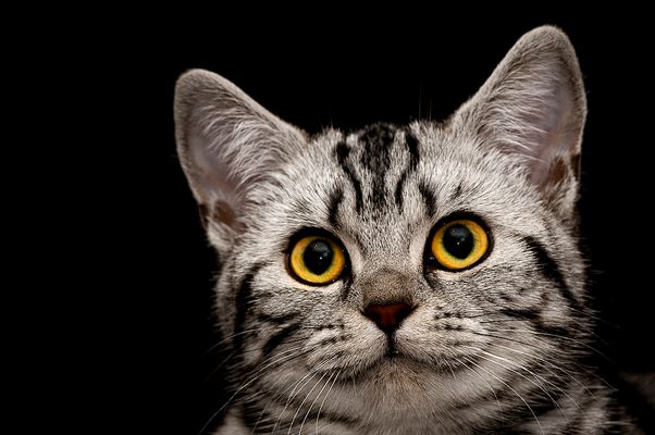 Katzen Katzenbilder Katzenfotos