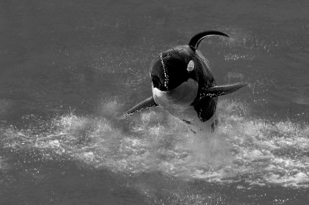 Killer Whale